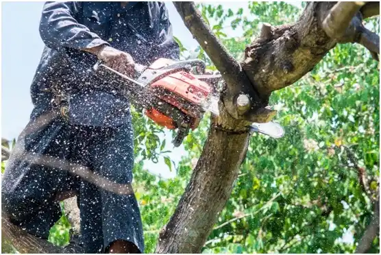 tree services Anderson